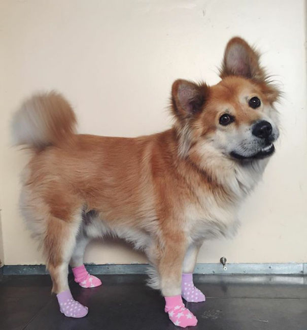 Corgi mix dog wearing pink socks, showcasing a playful and unique breed combination.