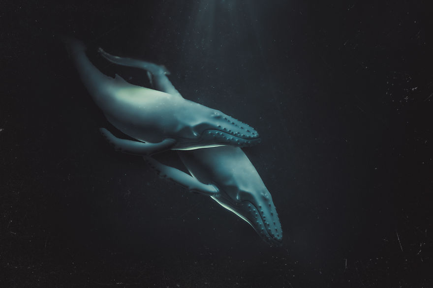 I Created Wildlife Photography In My Room! I Created Wildlife Photography In My Room!