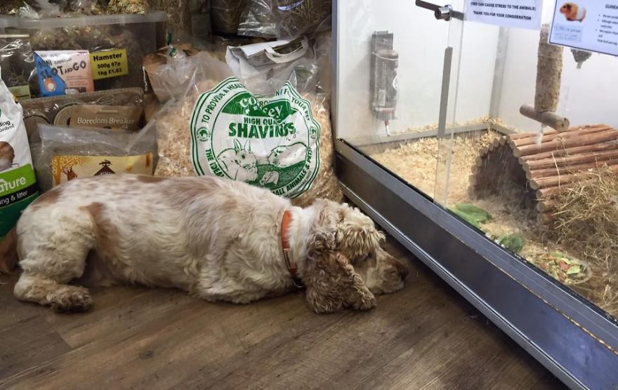 A Day In The Life Of Archie And Dexter - Two Pet Shop Dogs!