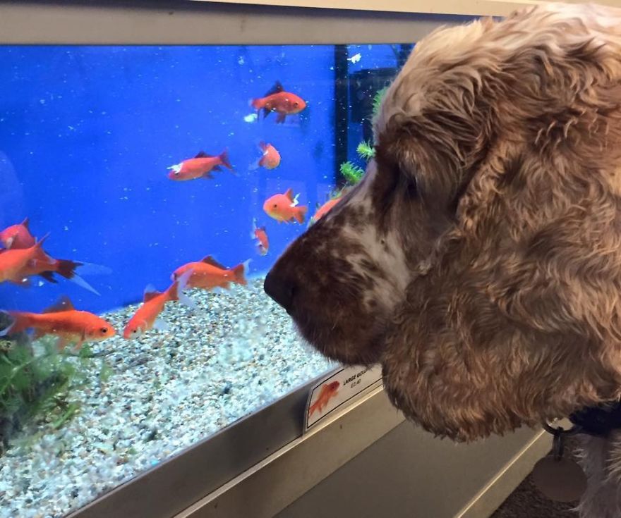 A Day In The Life Of Archie And Dexter - Two Pet Shop Dogs!