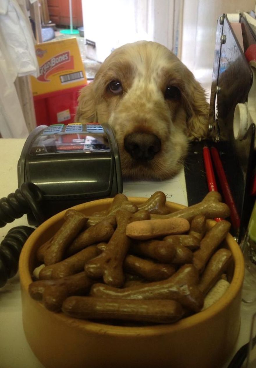 A Day In The Life Of Archie And Dexter - Two Pet Shop Dogs!