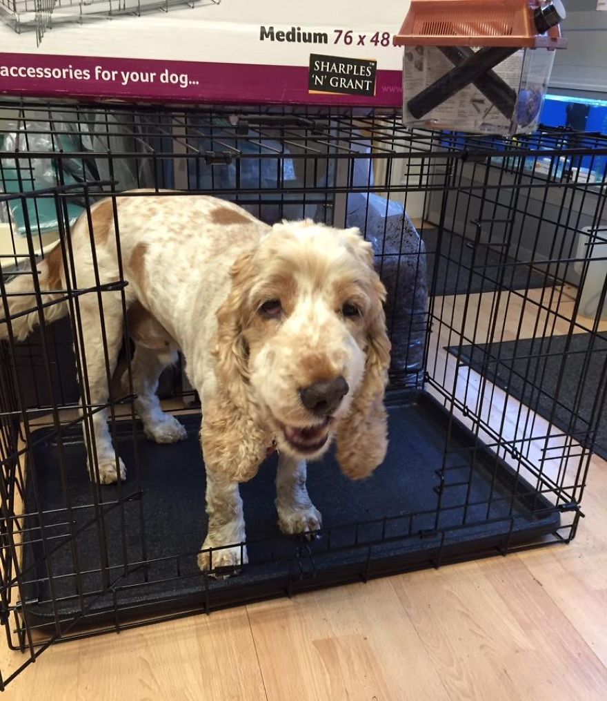 A Day In The Life Of Archie And Dexter - Two Pet Shop Dogs!