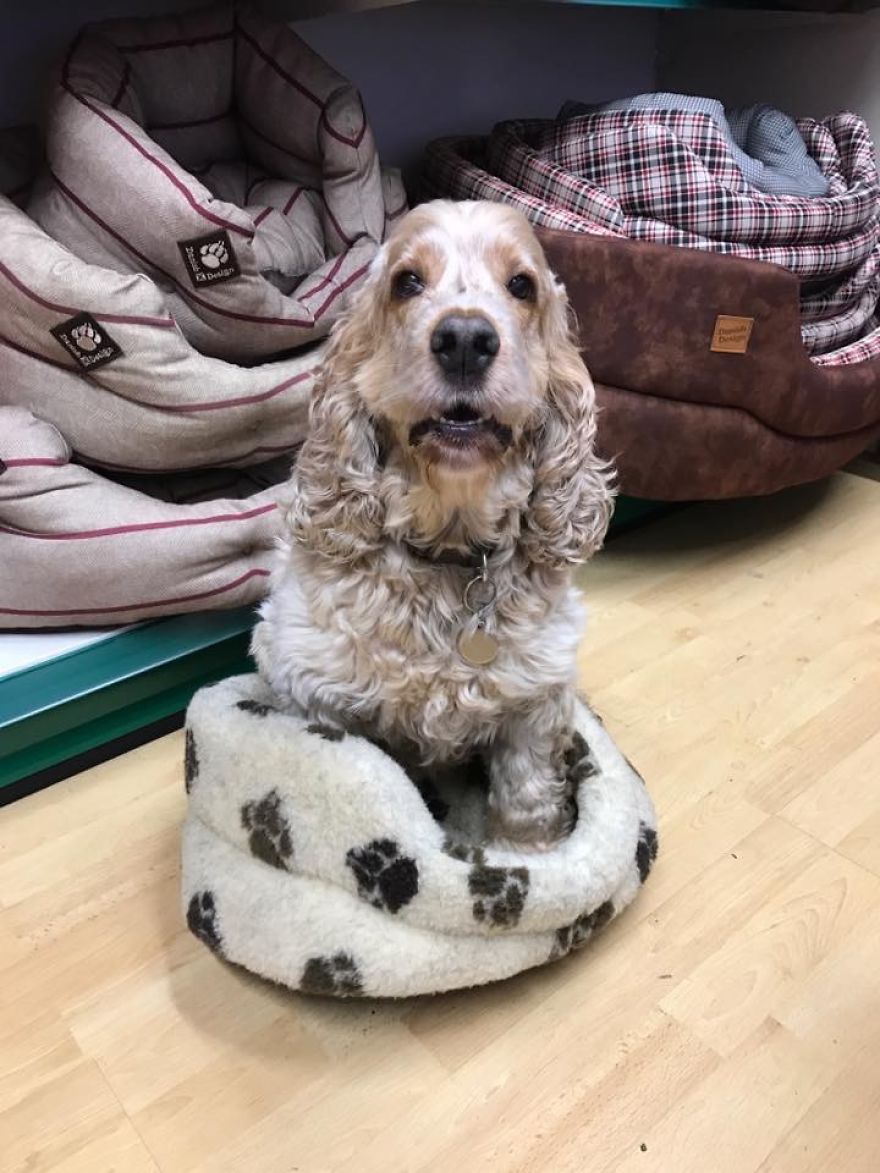 A Day In The Life Of Archie And Dexter - Two Pet Shop Dogs!