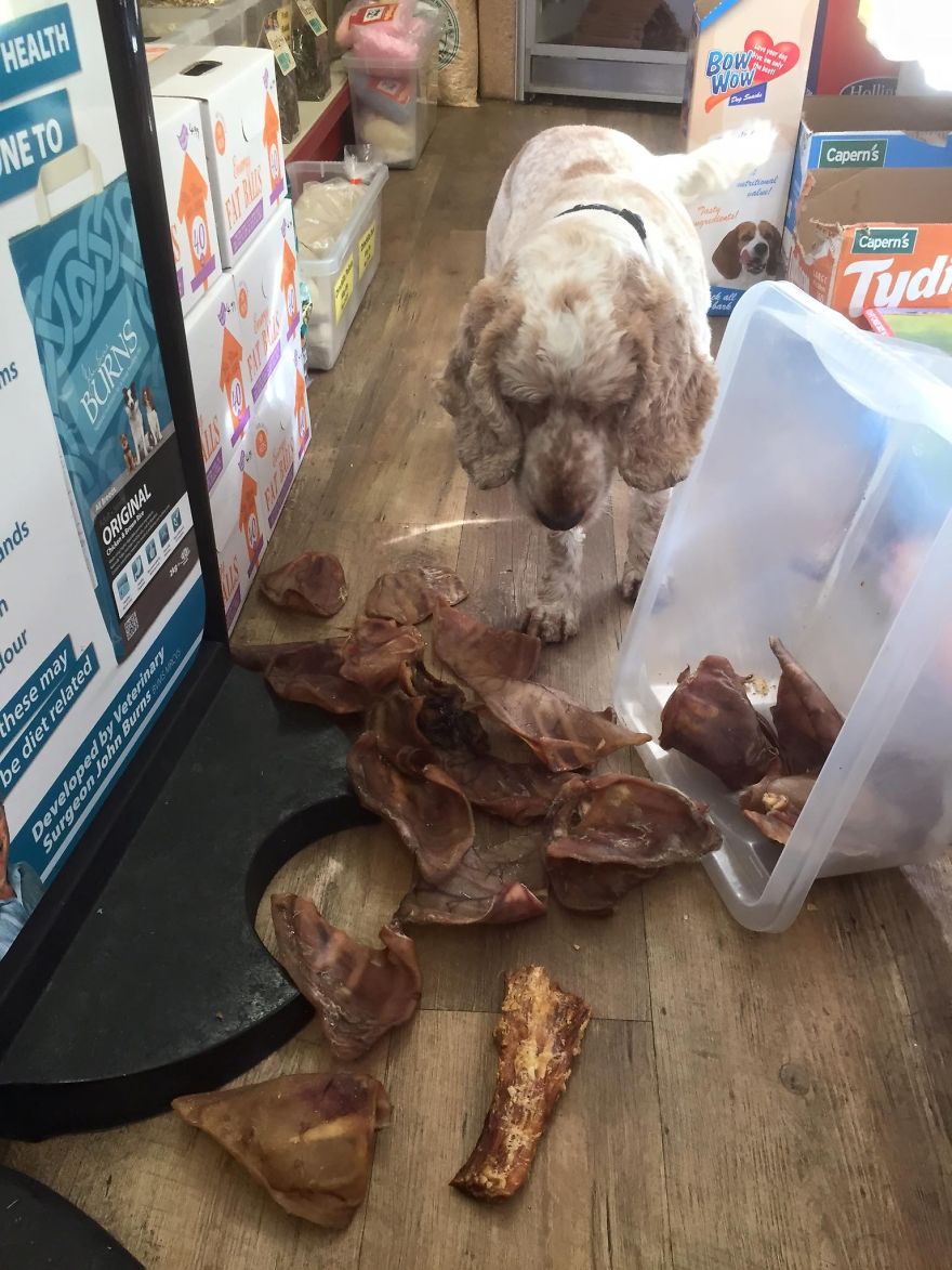 A Day In The Life Of Archie And Dexter - Two Pet Shop Dogs!