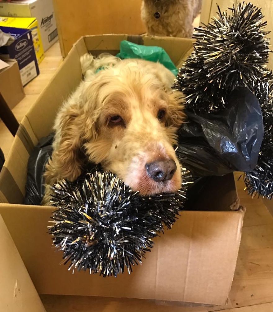 A Day In The Life Of Archie And Dexter - Two Pet Shop Dogs!