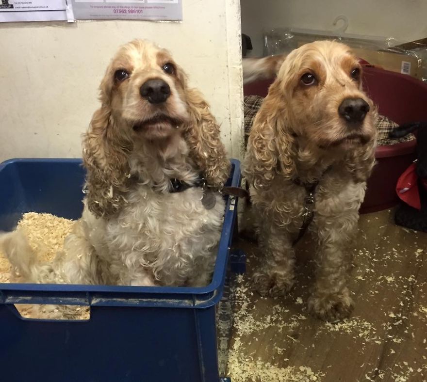 A Day In The Life Of Archie And Dexter - Two Pet Shop Dogs!