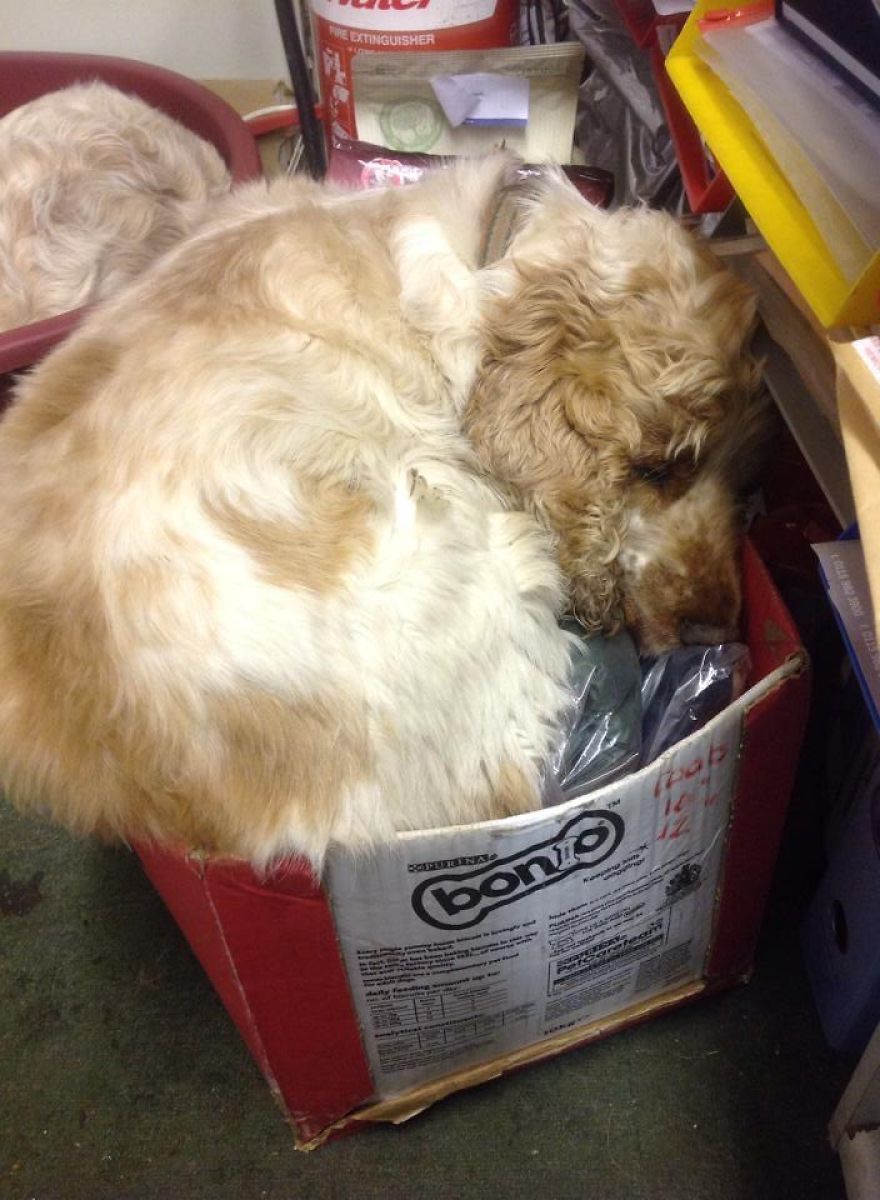 A Day In The Life Of Archie And Dexter - Two Pet Shop Dogs!