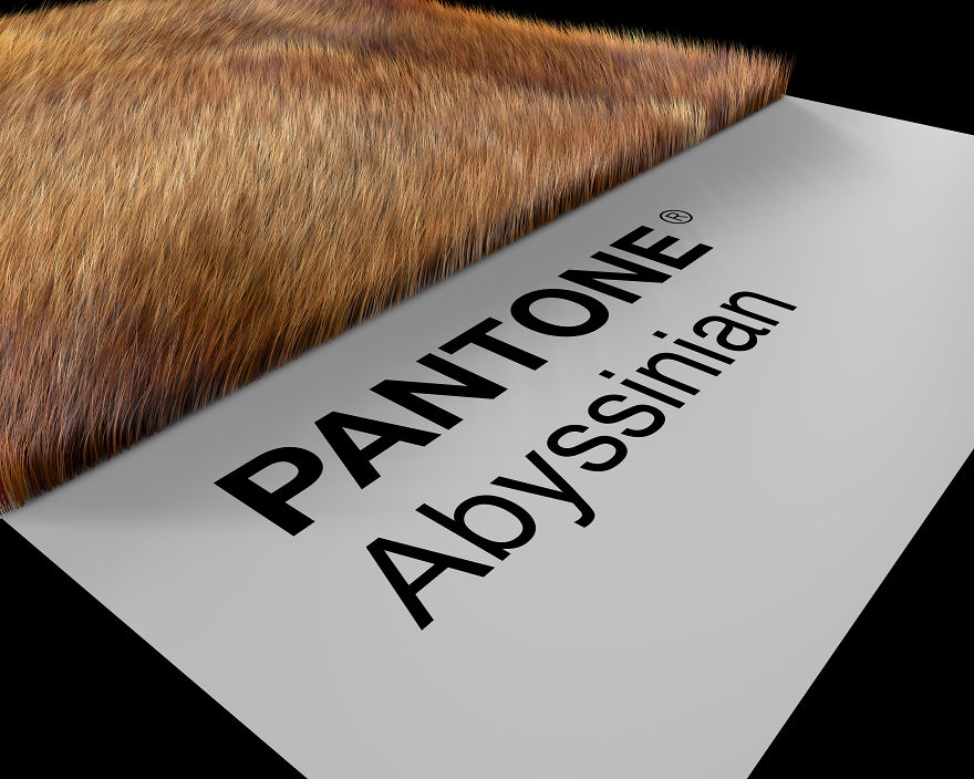 Abyssinian Prospective