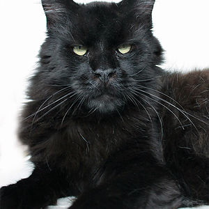 thecattywitch avatar