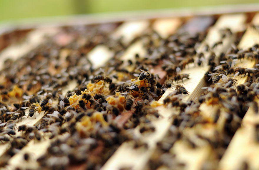 My Family Bought 72 Animals And Moved Up A Mountain