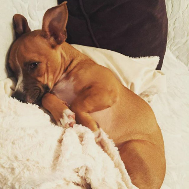 Corgi mix lying on a blanket, looking relaxed and cozy.