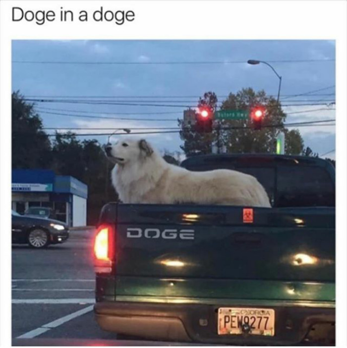 Dog Memes