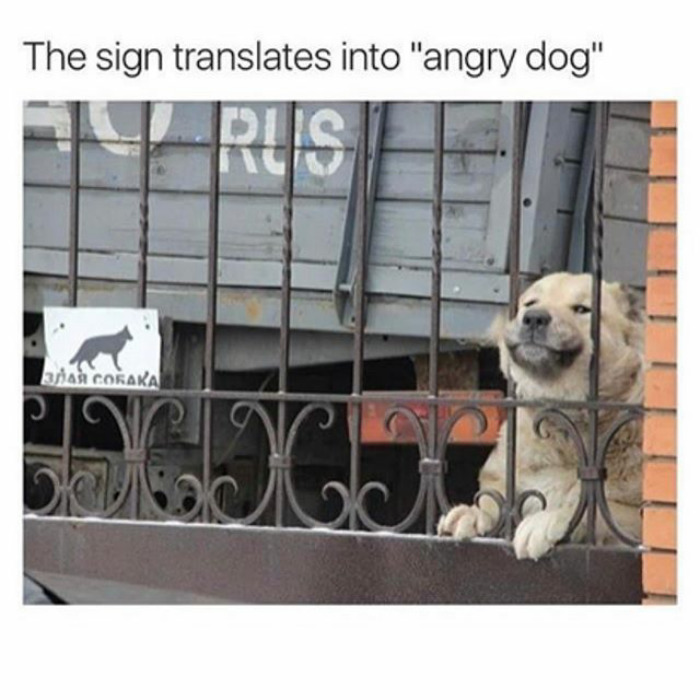 Dog Memes