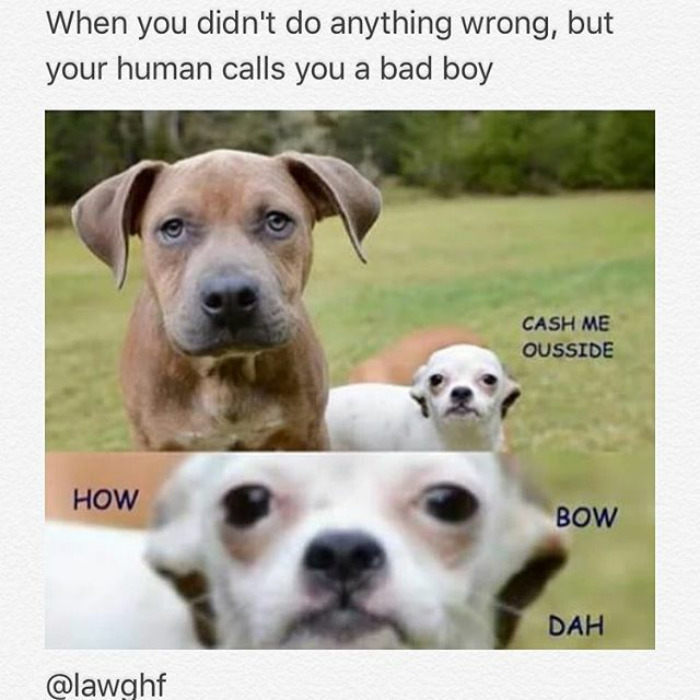 Dog Memes