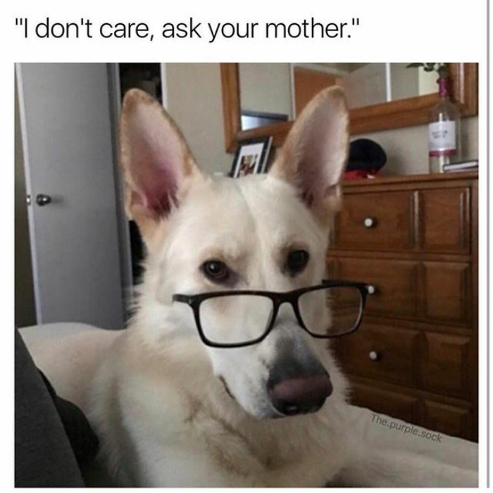 Dog Memes