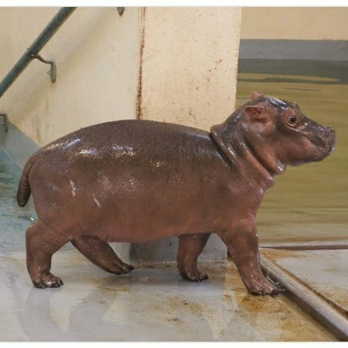 Baby Hippos