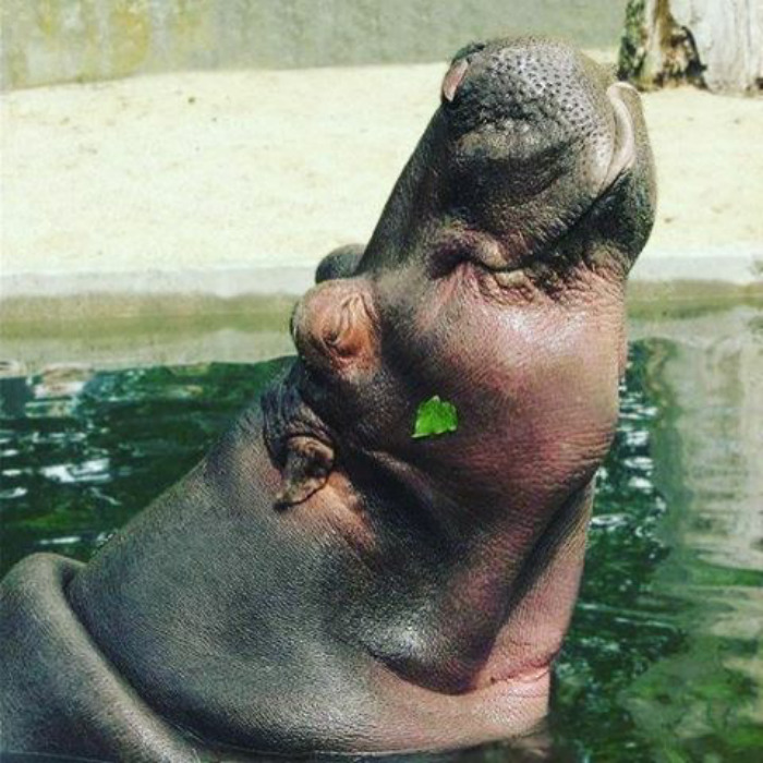 Baby Hippos