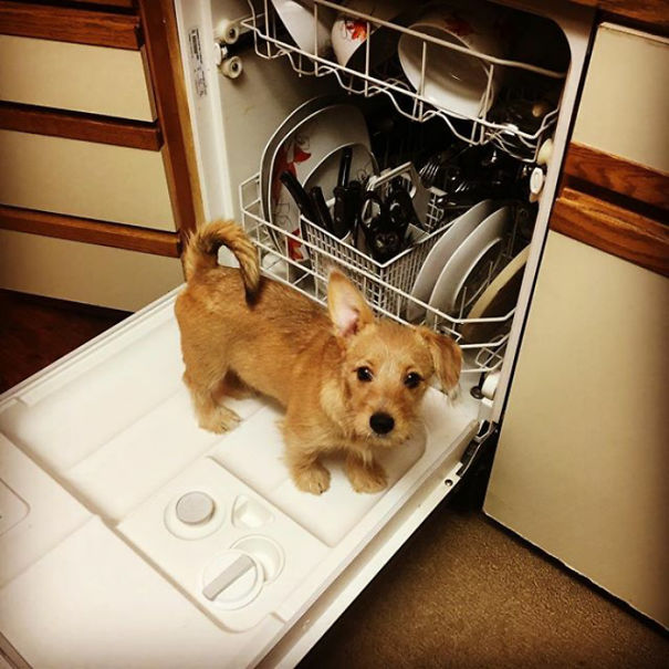 Corgi mixed breed puppy playing inside an open dishwasher in a kitchen setting.