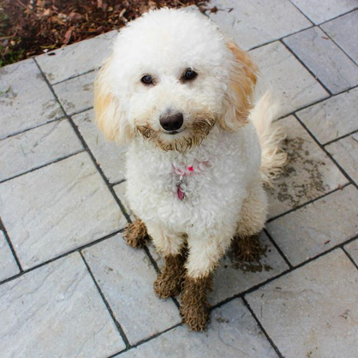 Muddy Spring In St. Nicolas, Quebec