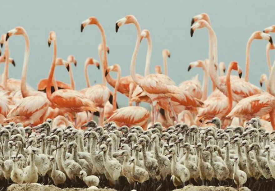 Pink-flamingo-day-2017