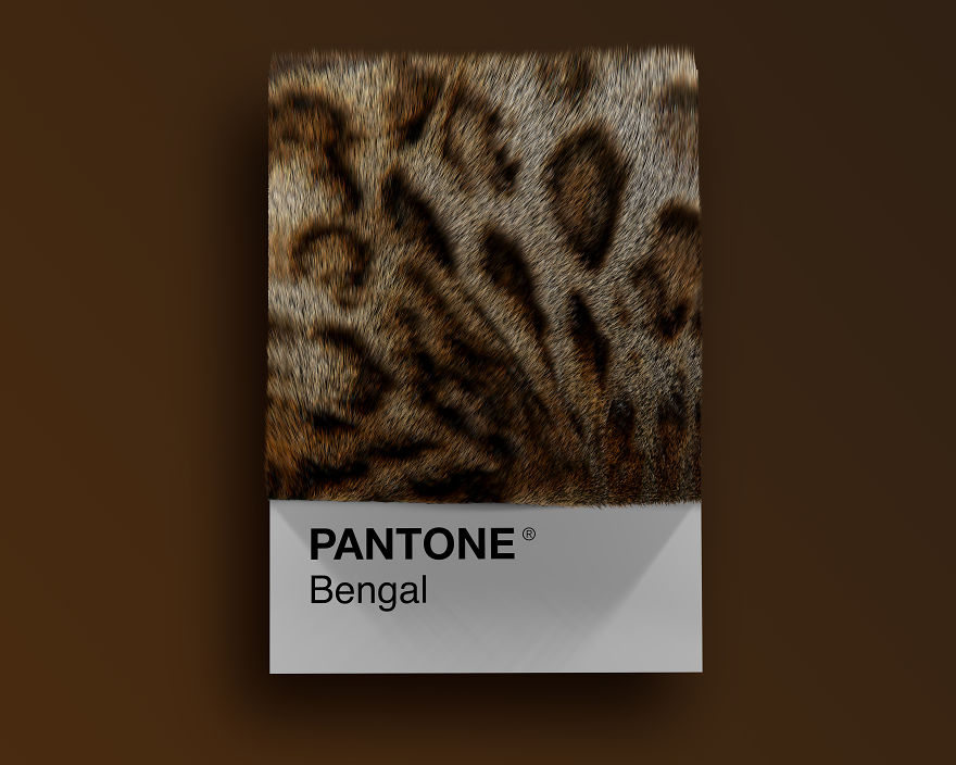 Bengal