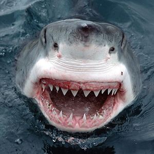 monokromatisk avatar