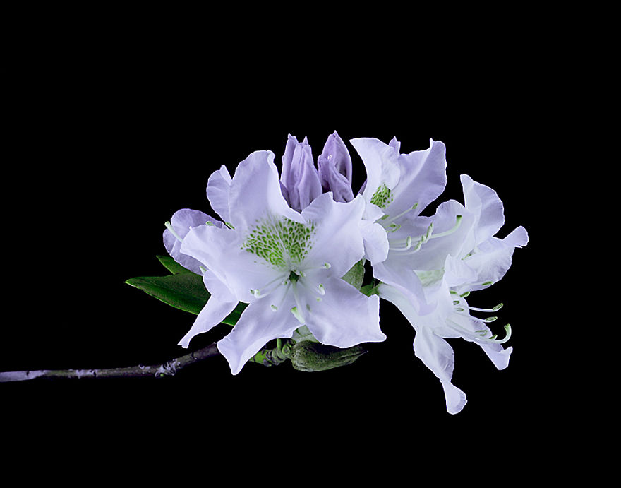 I Photograph Plants In Blacklight (Uva) Party Lights