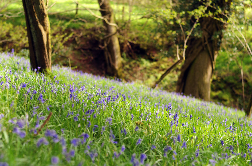My Family Bought 72 Animals And Moved Up A Mountain