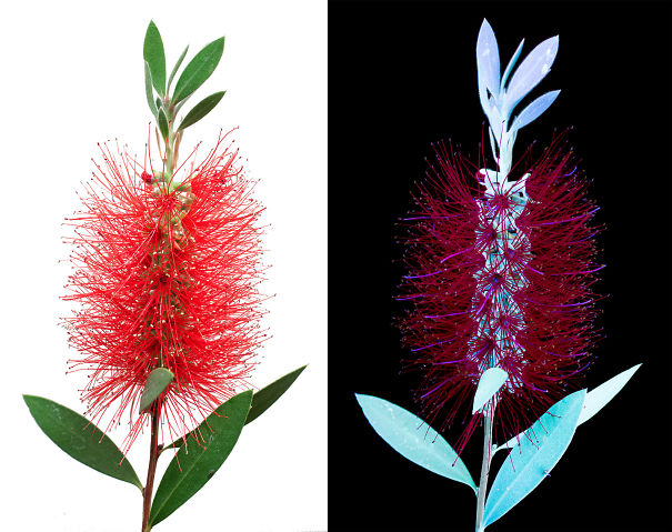 Bottlebrush-Comparison-s-590c2785e0ccf.jpg