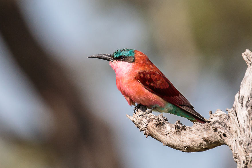 Colorful Birds Of The World