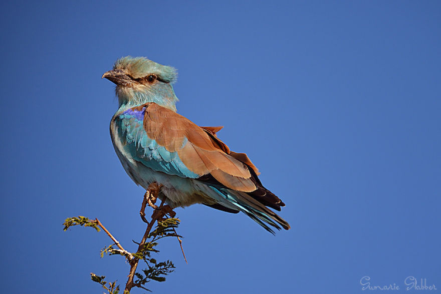 Colorful Birds Of The World