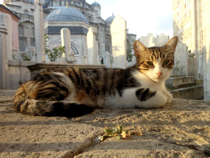 I Photograph Cats Captivated By Their Beauty And Uniqueness