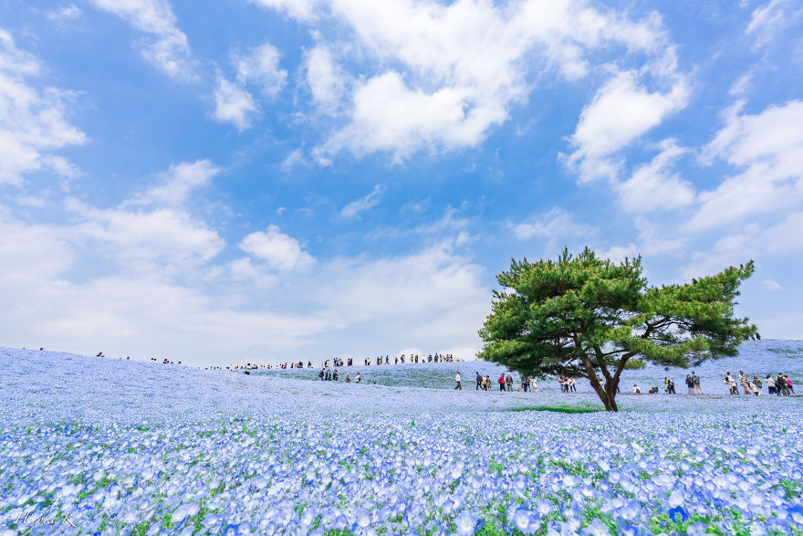 My Pictures Of 4.5 Millions Nemophila Harmony In Hitachi Seaside Park In Japan My Pictures Of 4.5 Millions Nemophila Harmony In Hitachi Seaside Park In Japan