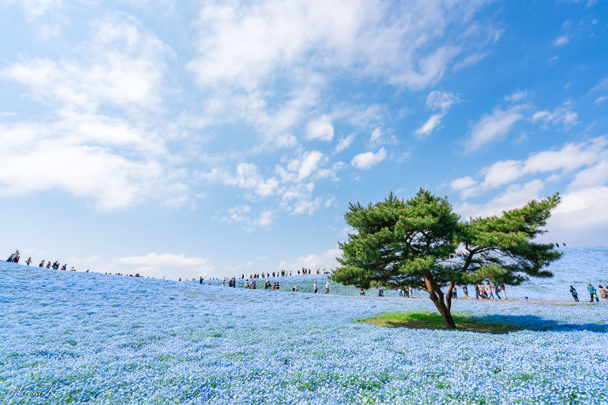 My Pictures Of 4.5 Millions Nemophila Harmony In Hitachi Seaside Park In Japan