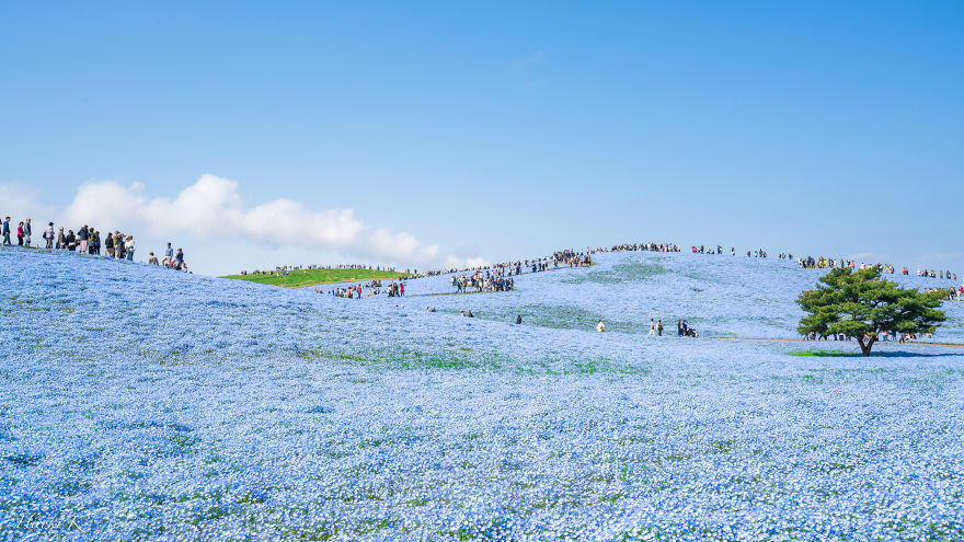 My Pictures Of 4.5 Millions Nemophila Harmony In Hitachi Seaside Park In Japan My Pictures Of 4.5 Millions Nemophila Harmony In Hitachi Seaside Park In Japan
