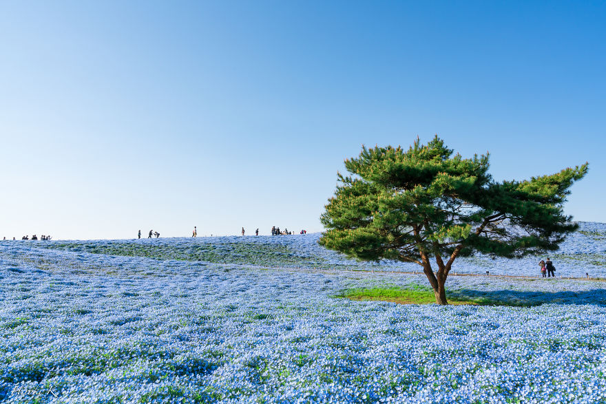 My Pictures Of 4.5 Millions Nemophila Harmony In Hitachi Seaside Park In Japan