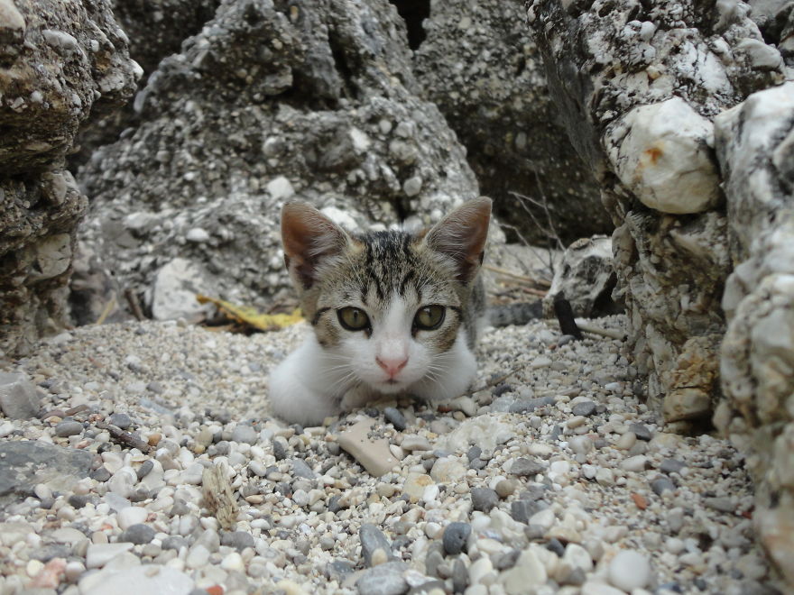 I Photograph Cats Captivated By Their Beauty And Uniqueness