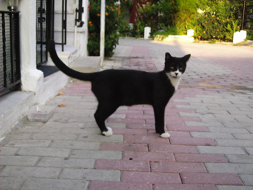 I Photograph Cats Captivated By Their Beauty And Uniqueness