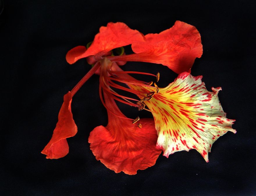 I Thought Of Getting Friendly With The Most Colourful Tree Blossom In India - Gulmohar