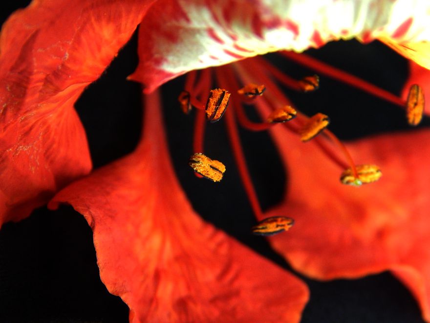 I Thought Of Getting Friendly With The Most Colourful Tree Blossom In India - Gulmohar