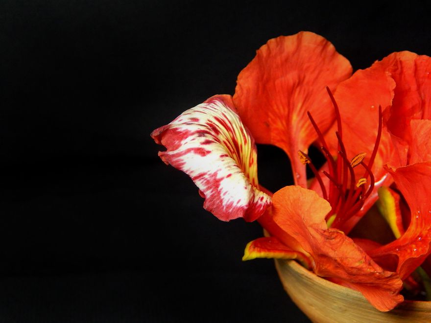 I Thought Of Getting Friendly With The Most Colourful Tree Blossom In India - Gulmohar