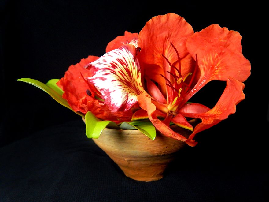 I Thought Of Getting Friendly With The Most Colourful Tree Blossom In India - Gulmohar I Thought Of Getting Friendly With The Most Colourful Tree Blossom In India - Gulmohar