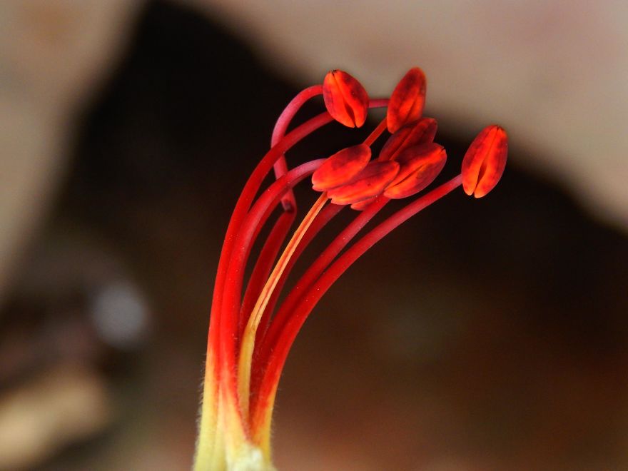 I Thought Of Getting Friendly With The Most Colourful Tree Blossom In India - Gulmohar I Thought Of Getting Friendly With The Most Colourful Tree Blossom In India - Gulmohar