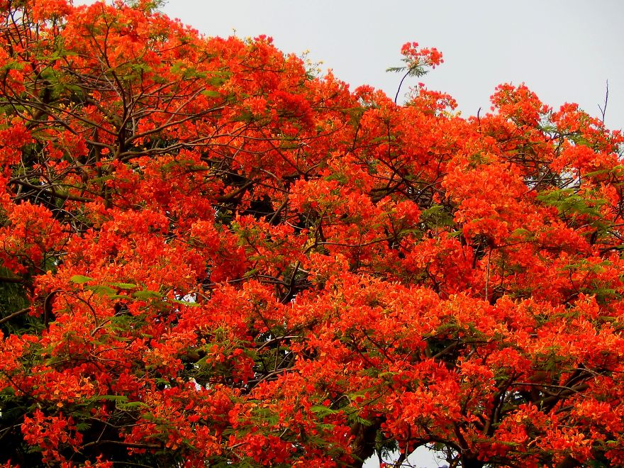 I Thought Of Getting Friendly With The Most Colourful Tree Blossom In India - Gulmohar I Thought Of Getting Friendly With The Most Colourful Tree Blossom In India - Gulmohar