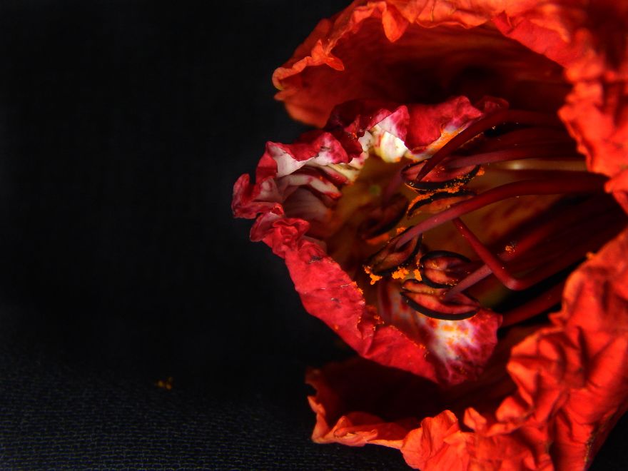 I Thought Of Getting Friendly With The Most Colourful Tree Blossom In India - Gulmohar I Thought Of Getting Friendly With The Most Colourful Tree Blossom In India - Gulmohar