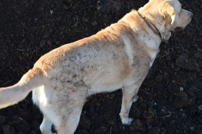 Unfortunately That Is Not Mud She Has Just Rolled Down Head First