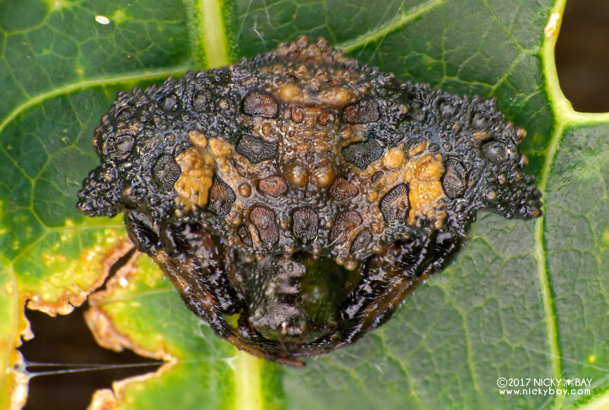 Close-up of a pretty disgusting animal with textured skin resting on a green leaf, showcasing unique natural camouflage.