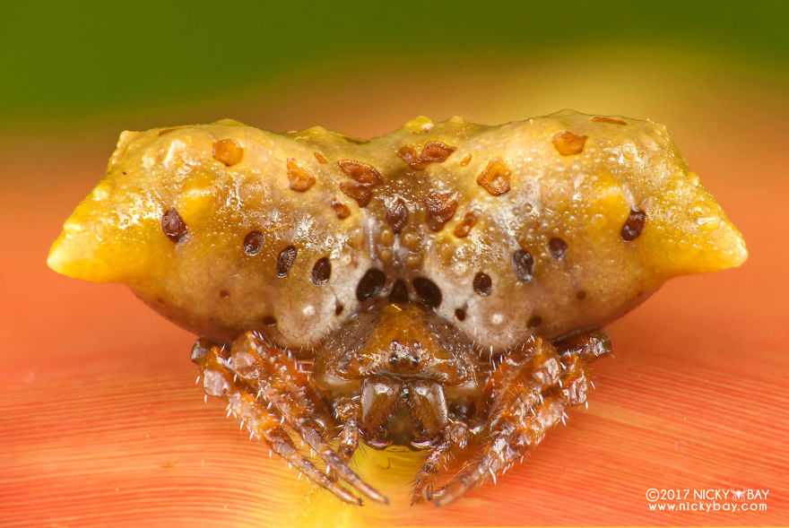 Close-up macro photograph of a pretty disgusting animal with spiky legs and a textured yellow and brown body.