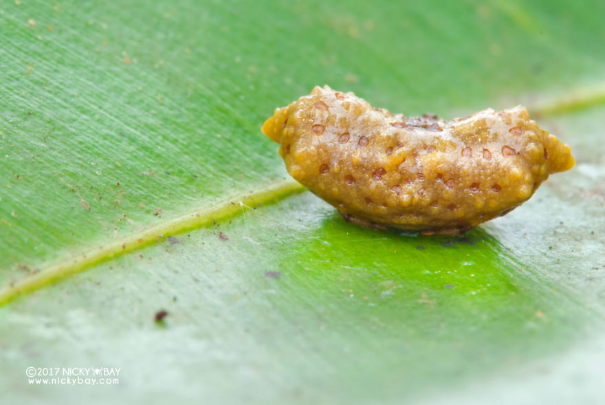 Close-up of a pretty disgusting animal resting on a green leaf, showcasing unique texture and color in nature photography.