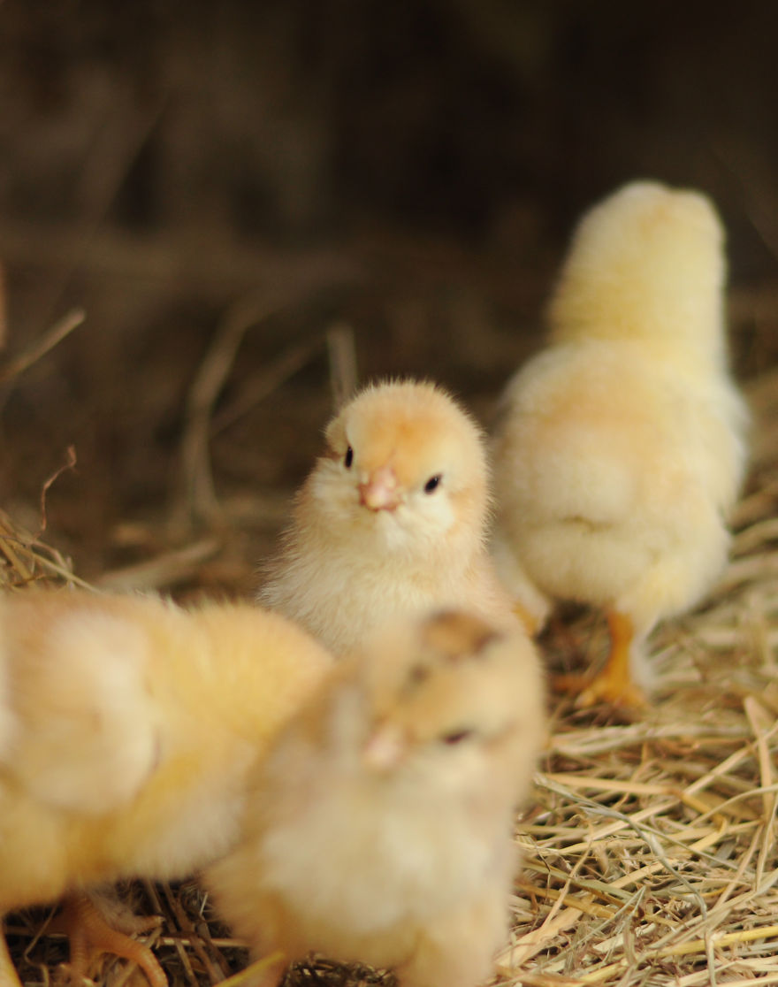 My Family Bought 72 Animals And Moved Up A Mountain